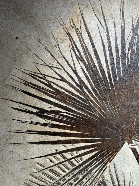A Pair of Sabalites major Palm Fronds - From Beneath an Ancient Sun