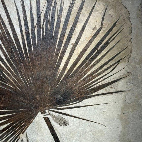 A Pair of Sabalites major Palm Fronds - From Beneath an Ancient Sun