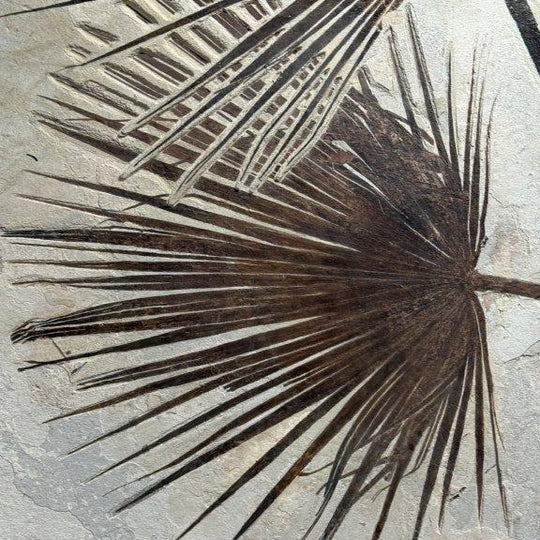 A Pair of Sabalites major Palm Fronds - From Beneath an Ancient Sun