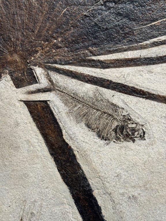 A Pair of Sabalites major Palm Fronds - From Beneath an Ancient Sun