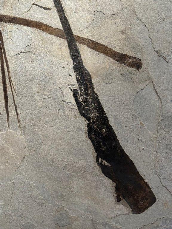 A Pair of Sabalites major Palm Fronds - From Beneath an Ancient Sun