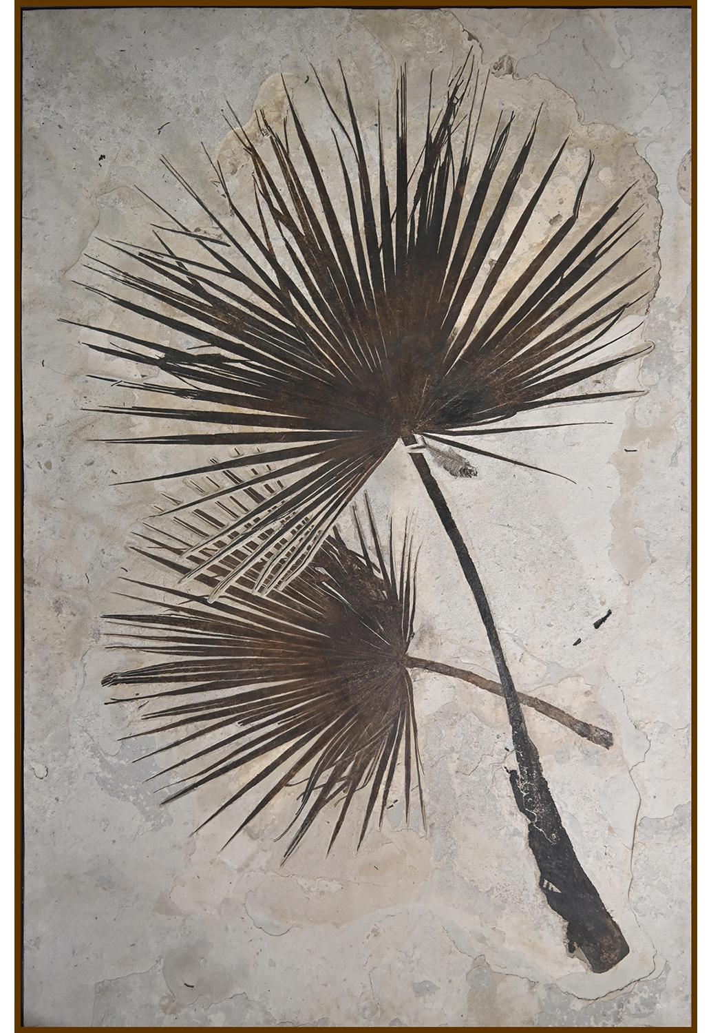 A Pair of Sabalites major Palm Fronds - From Beneath an Ancient Sun