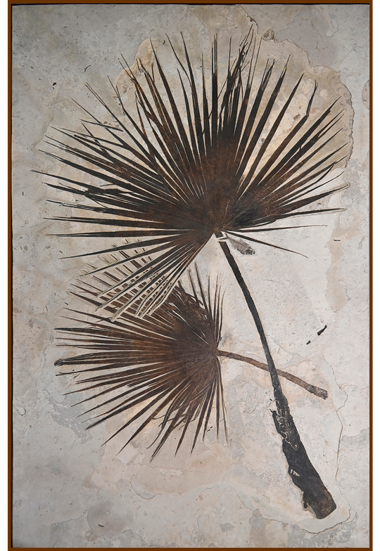 A Pair of Sabalites major Palm Fronds - From Beneath an Ancient Sun