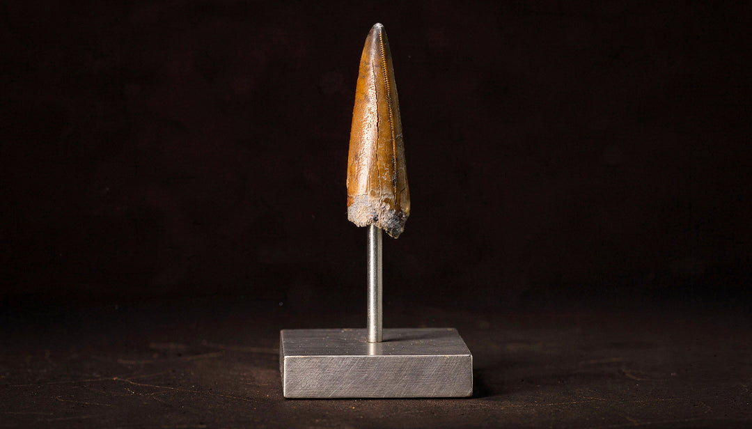 A Terra Ossa  T-rex Tooth on a stand for sale.