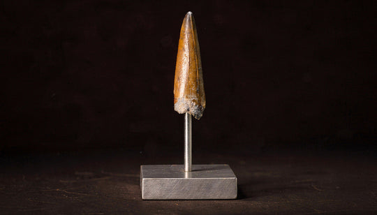 A Terra Ossa  T-rex Tooth on a stand for sale.