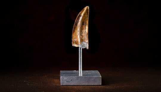 A Terra Ossa  T-rex Tooth for sale.