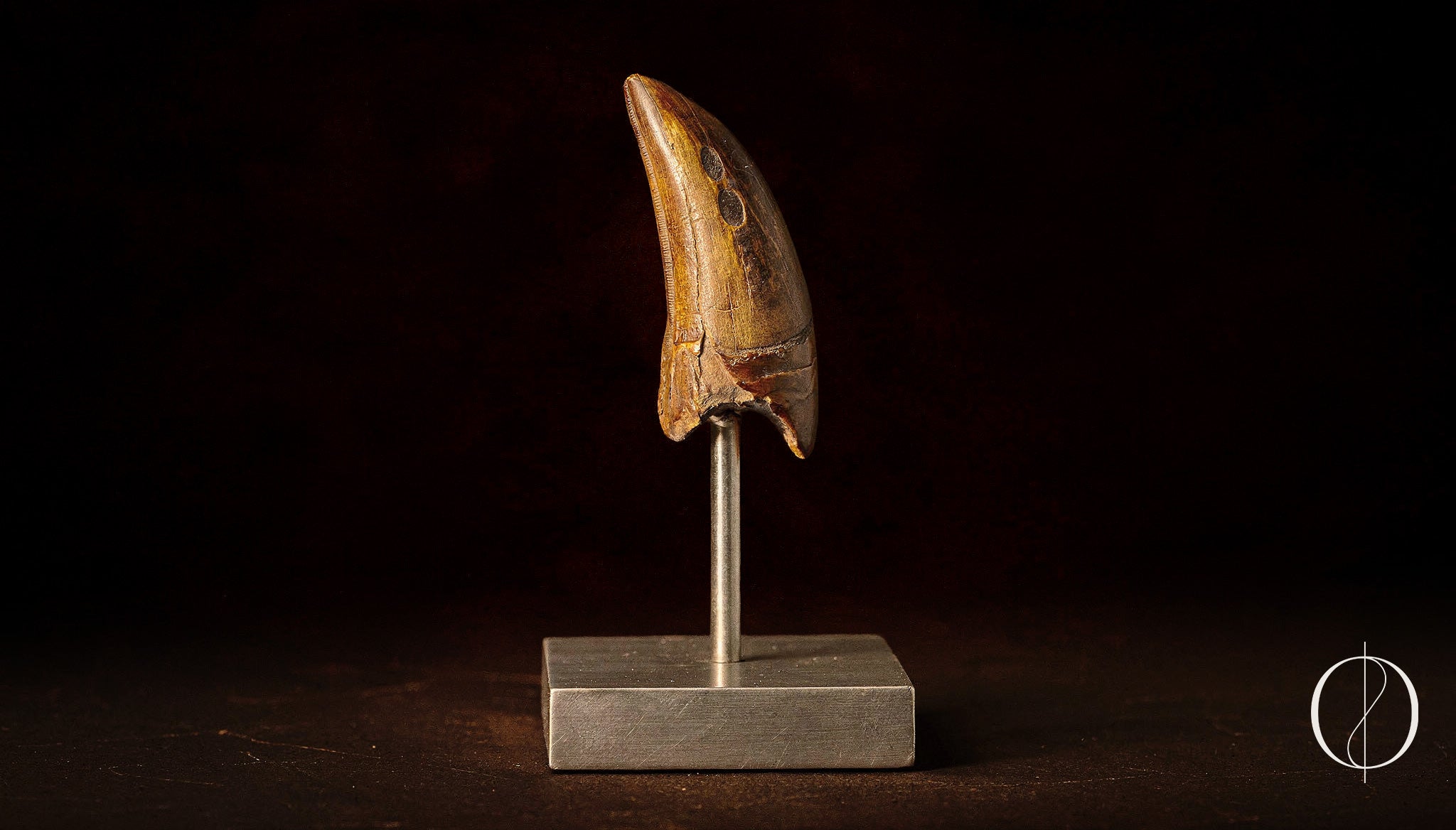 A Terra Ossa  T-rex Tooth for sale.